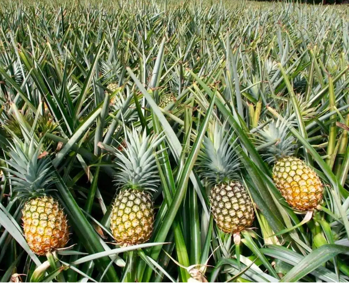 Palm beach - Honey Glow Pineapple