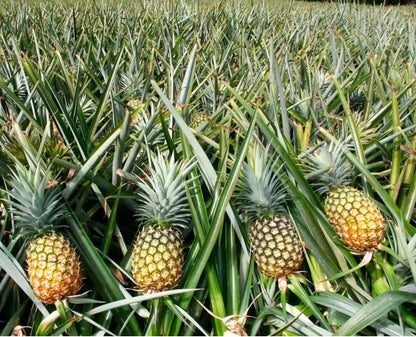 Palm beach - Honey Glow Pineapple