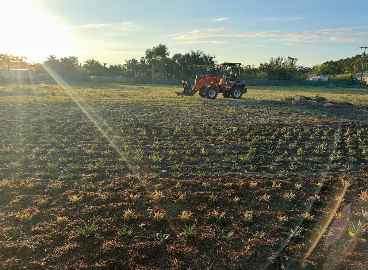Palm beach - Honey Glow Pineapple