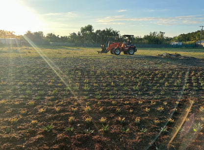 Palm beach - Honey Glow Pineapple