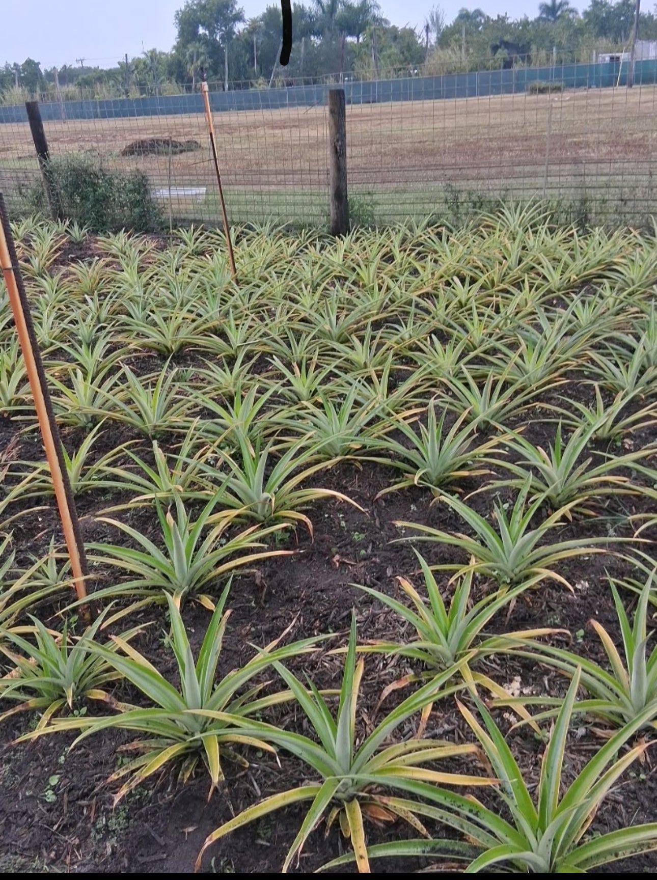 Palm beach - Honey Glow Pineapple