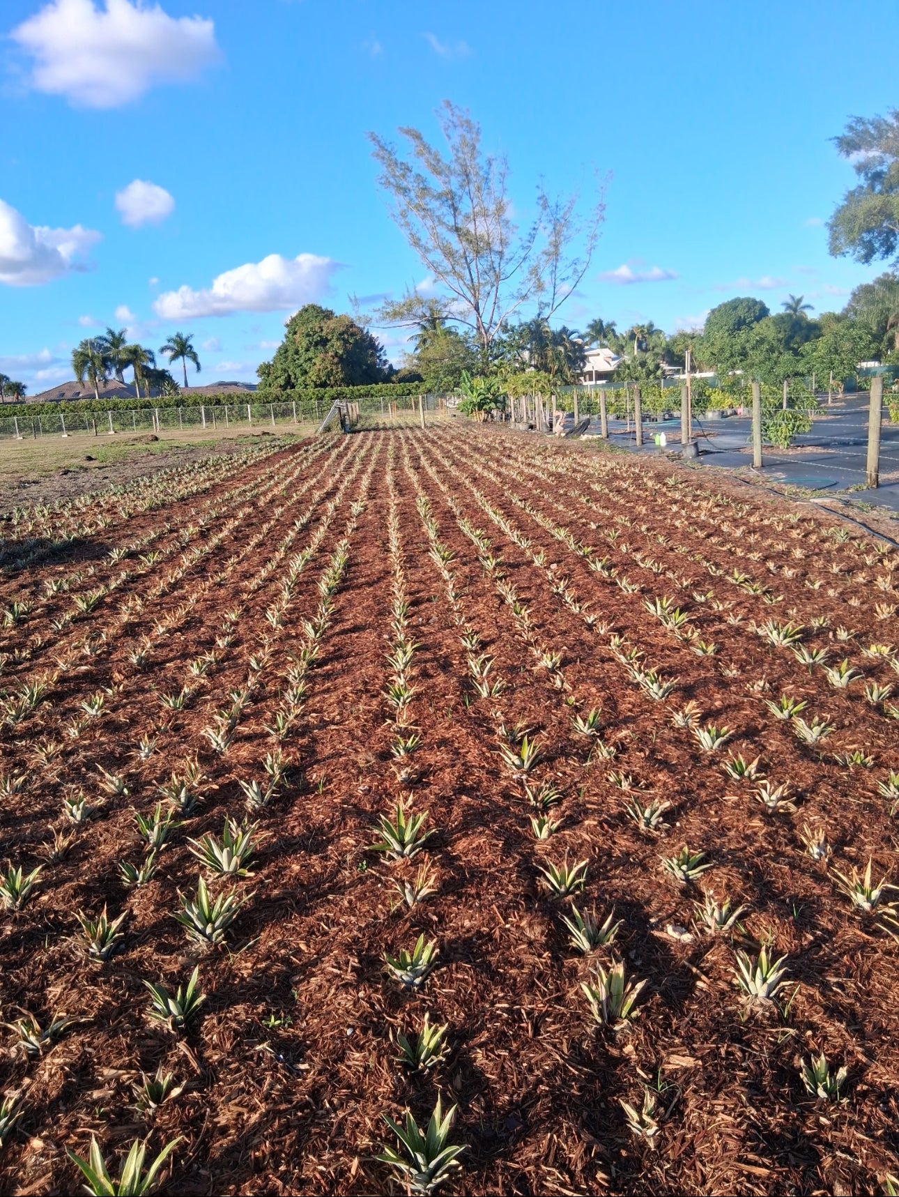 Palm beach - Honey Glow Pineapple